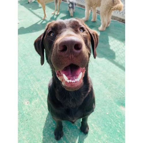 Chocolate Lab